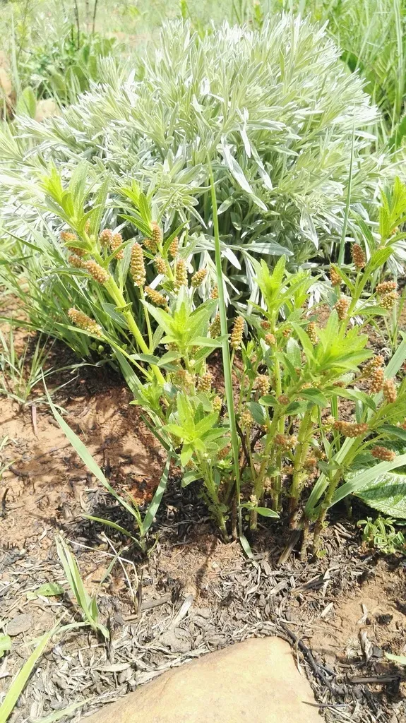 Bearded-leaved Brooms And Brushes