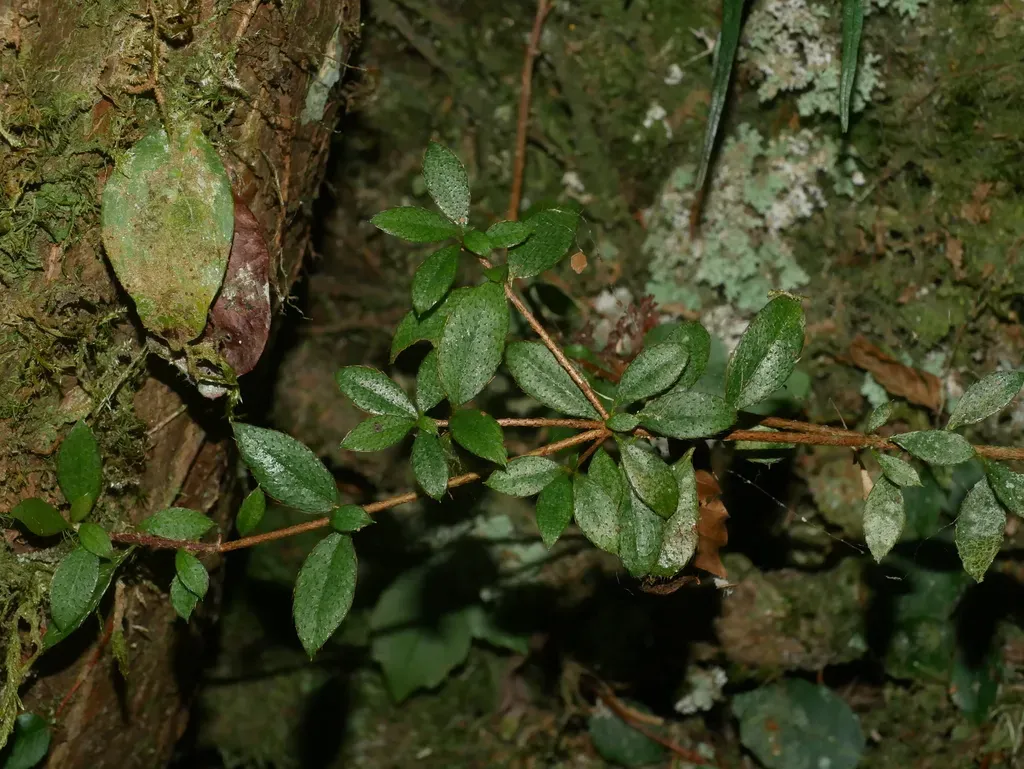 Rhododendron Nakaharae
