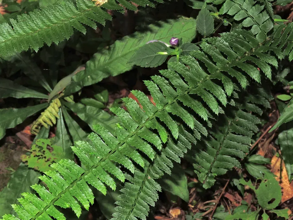 Polystichum Hancockii