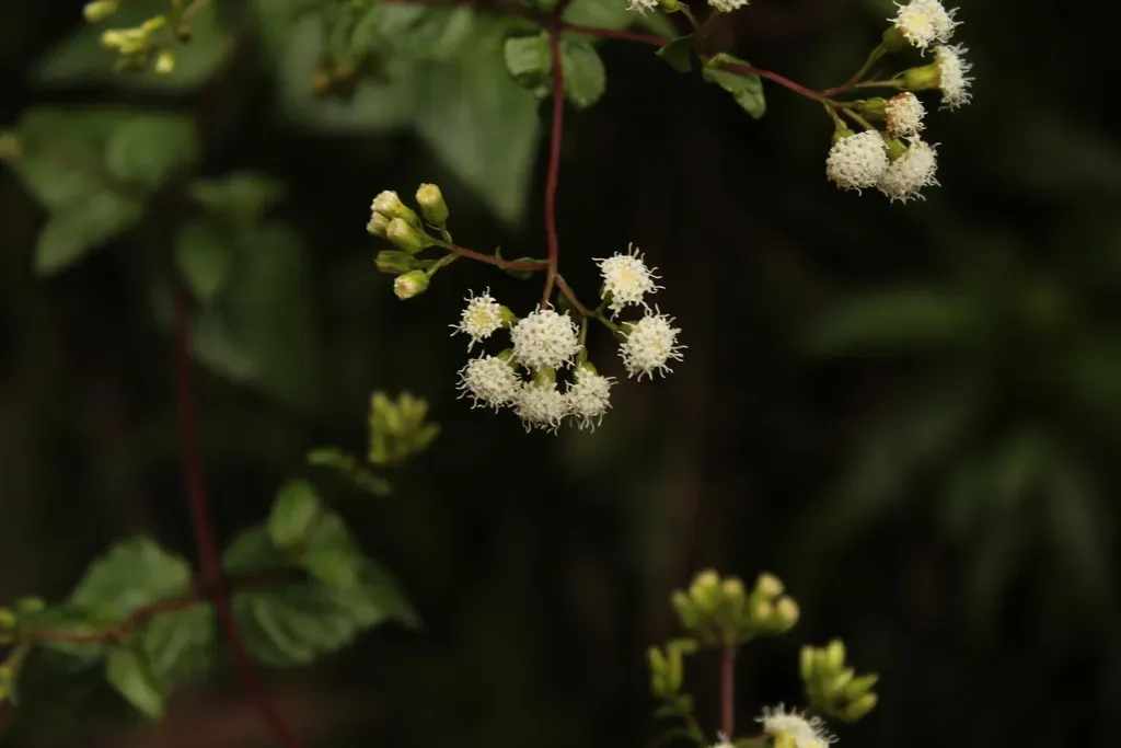 Ageratina Gracilis