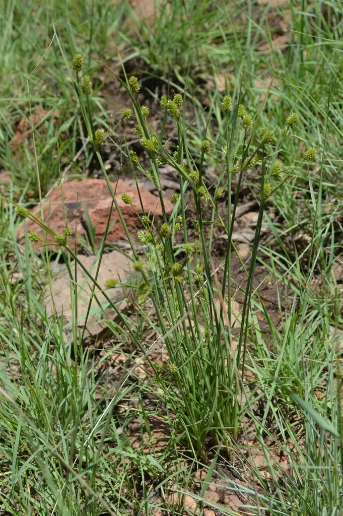 Cyperus Uitenhagensis