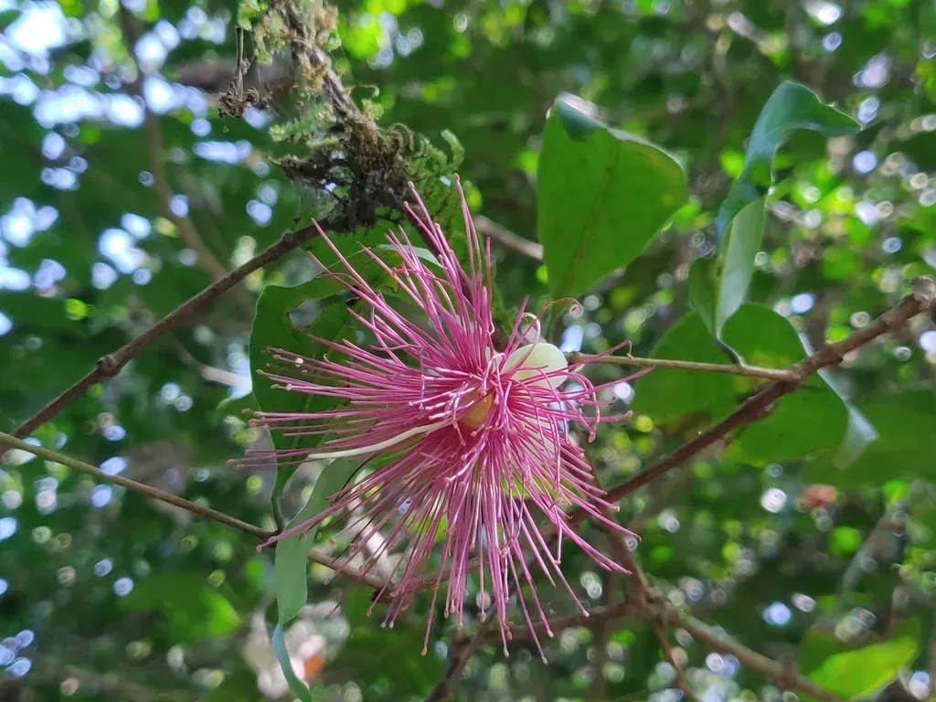 Syzygium Laetum
