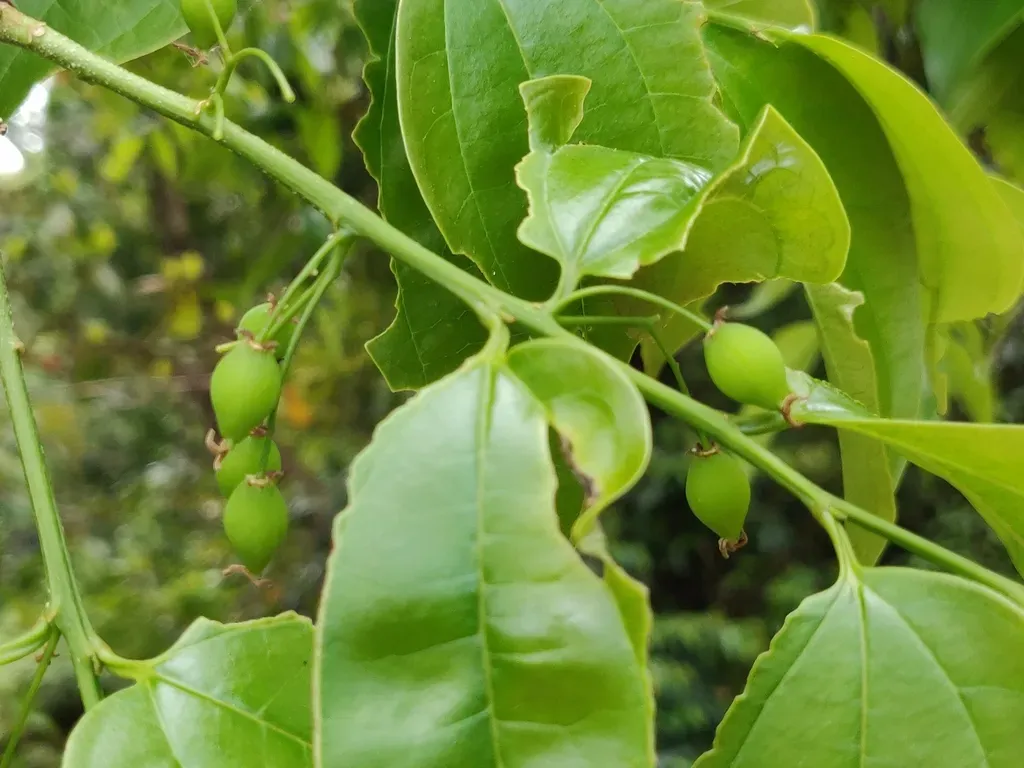 Wight's Hackberry