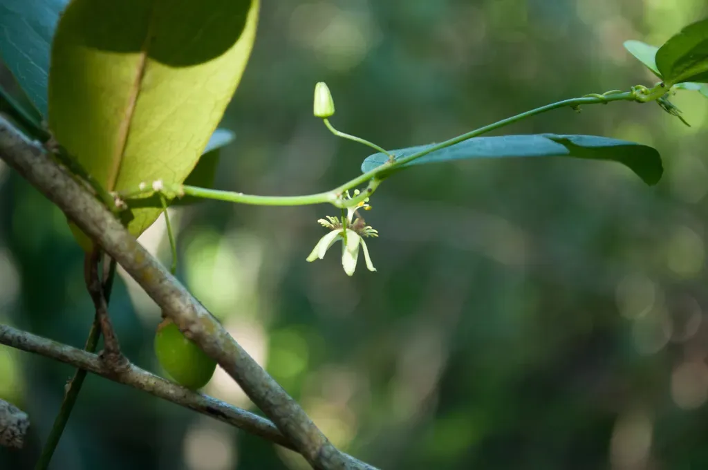 Corkystem Passionflower