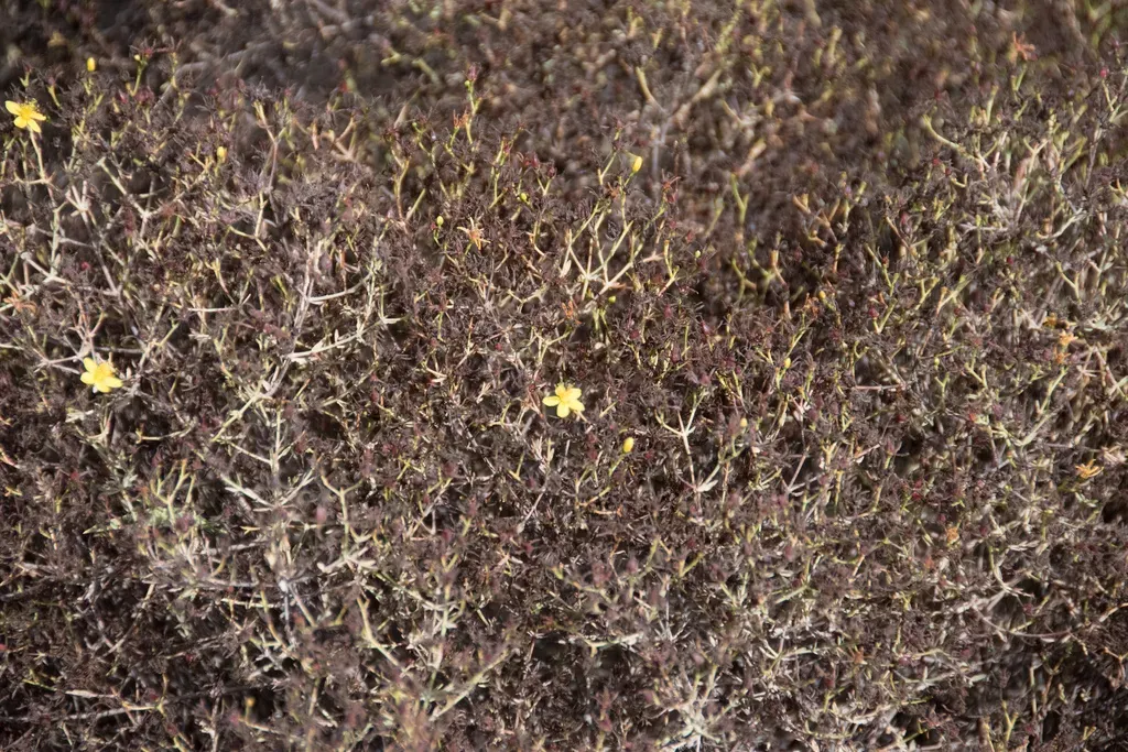 Pyramidal St. John's Wort