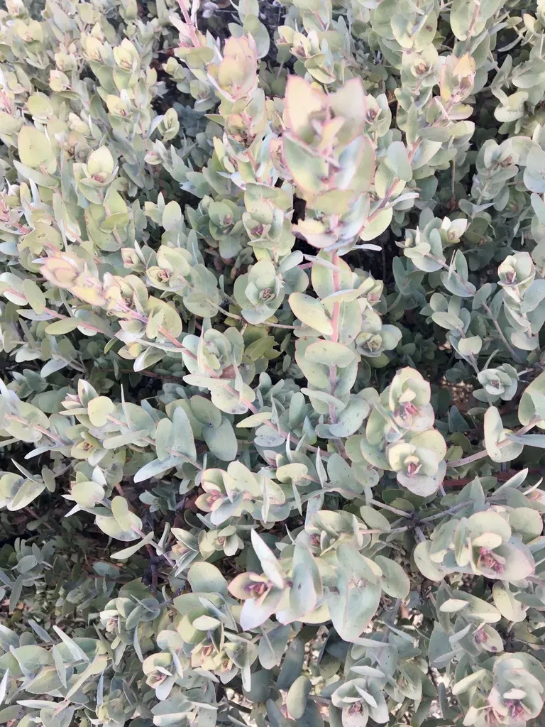 Santa Lucia Manzanita