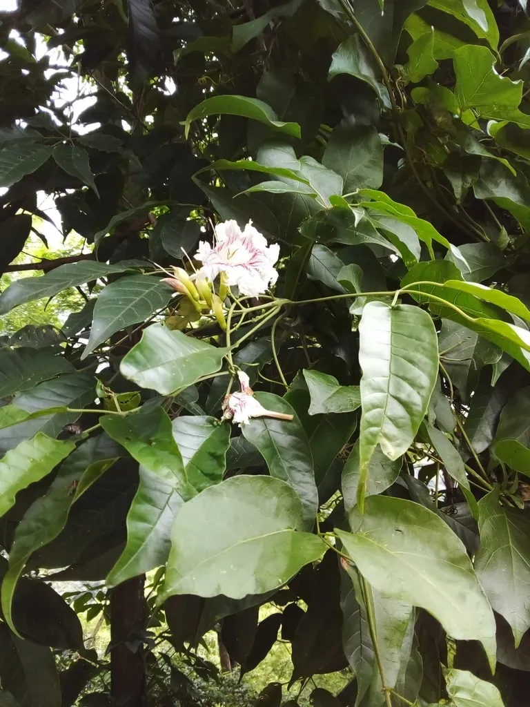 Sparattosperma Leucanthum