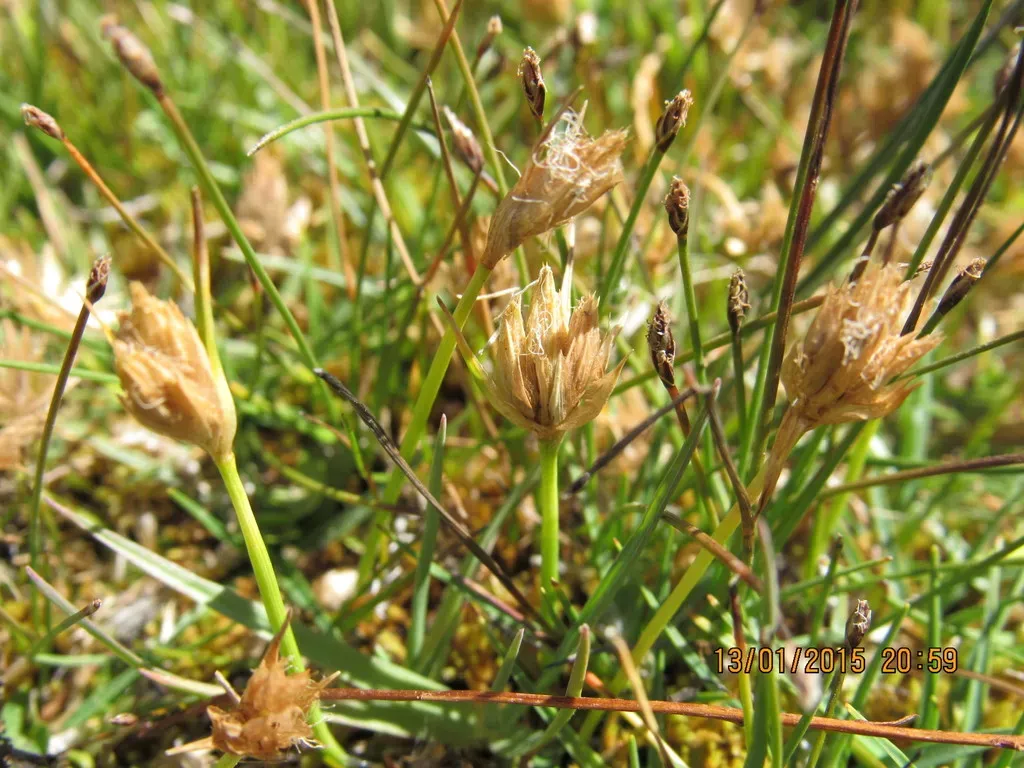Phylloscirpus Deserticola
