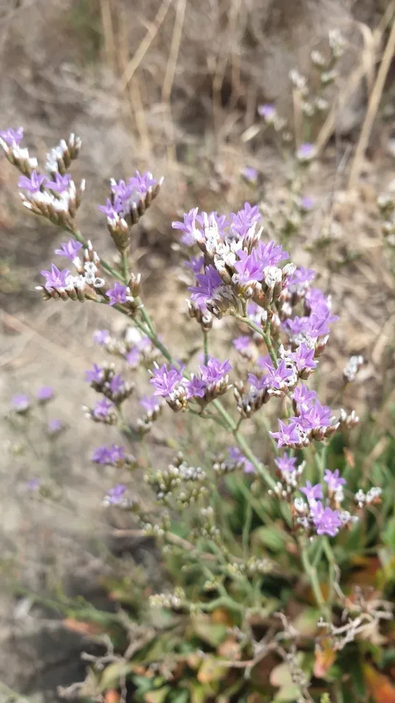 Sicilian Sea Lavender