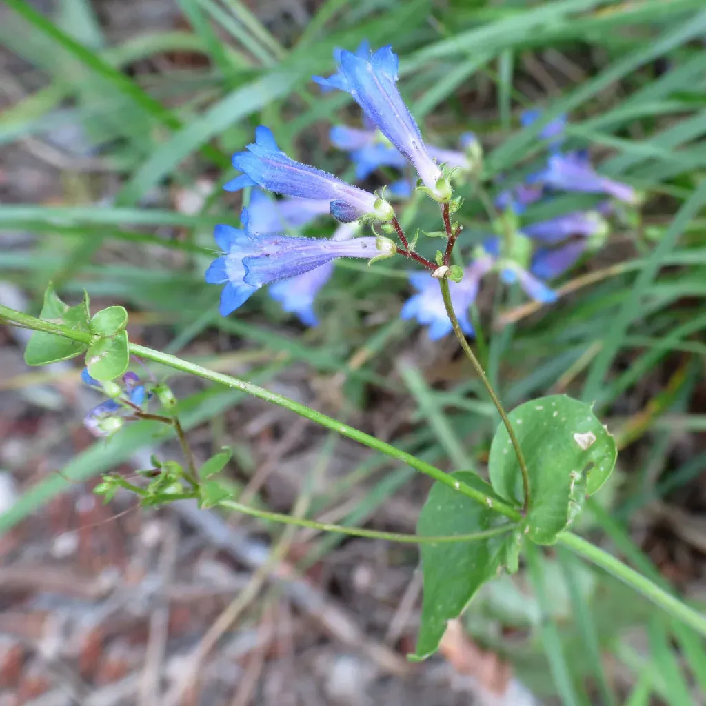 Wilcox's Beardtongue