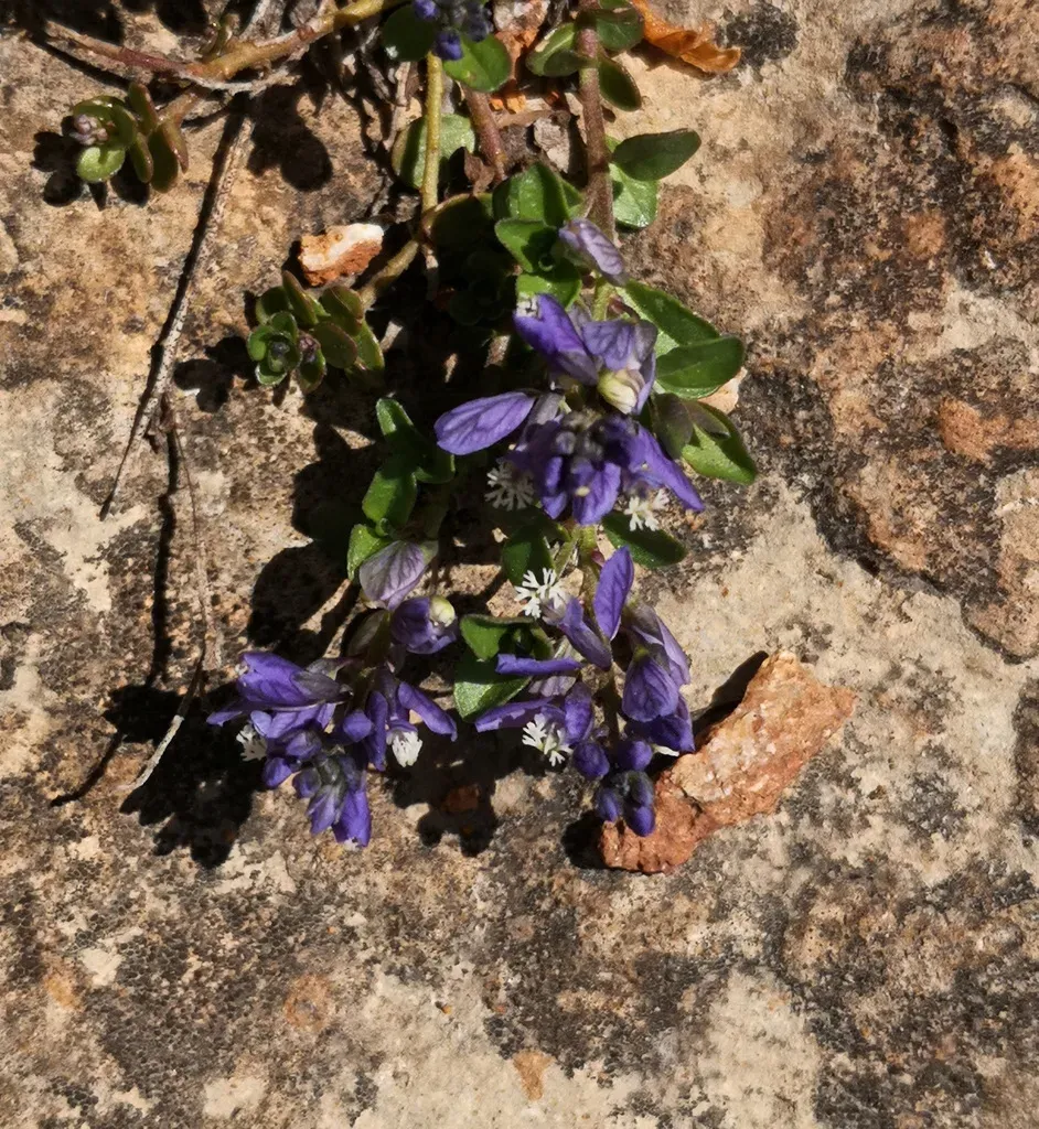 Polygala Alpicola
