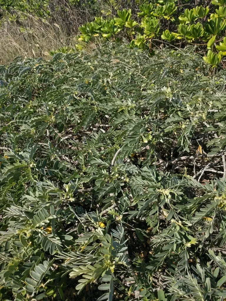 Oahu Riverhemp