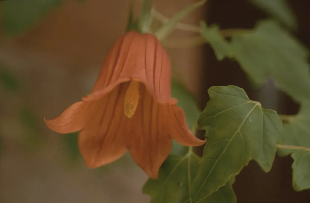 Canary Island Bellflower
