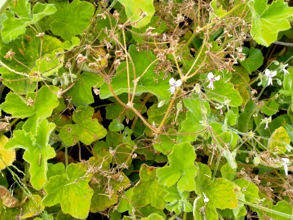 Peppermint-scented Geranium