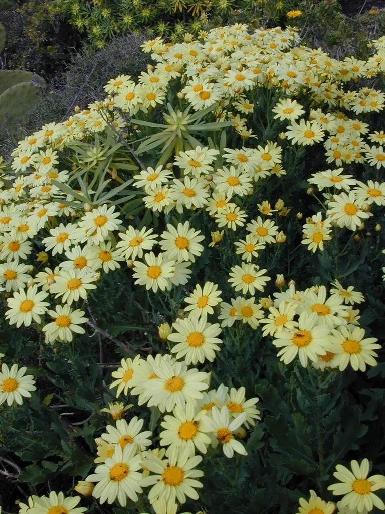Argyranthemum Maderense