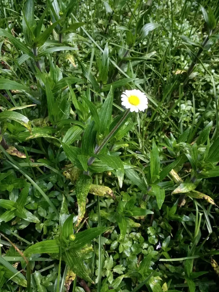 Jaegeria Bellidiflora