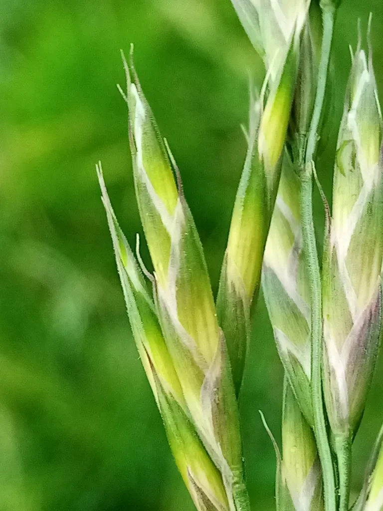 Bromus Valdivianus