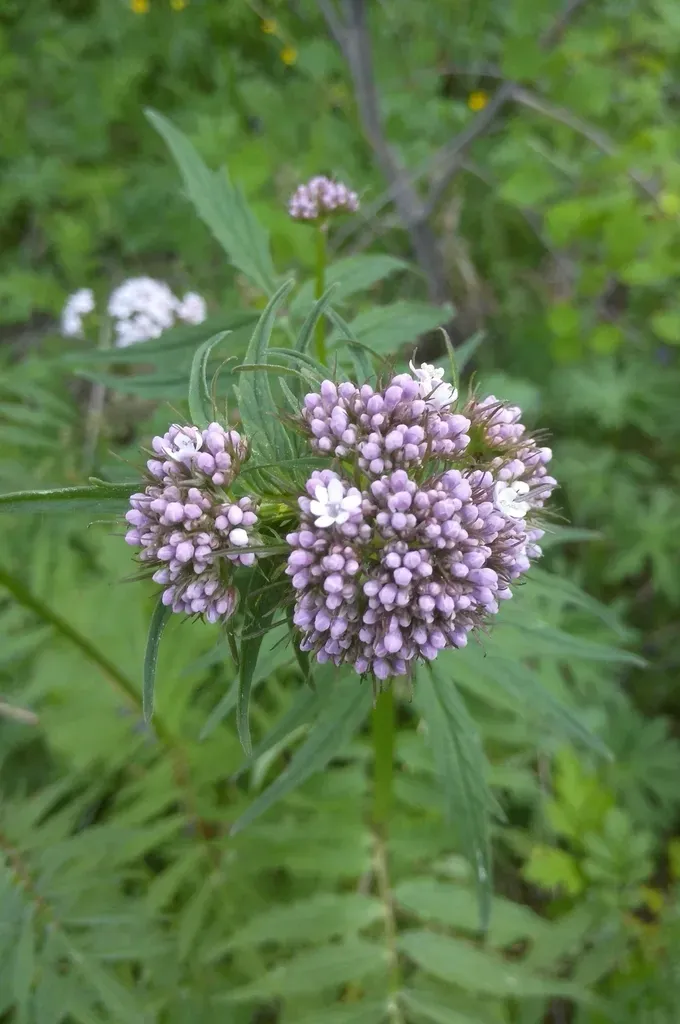 Valeriana Alternifolia