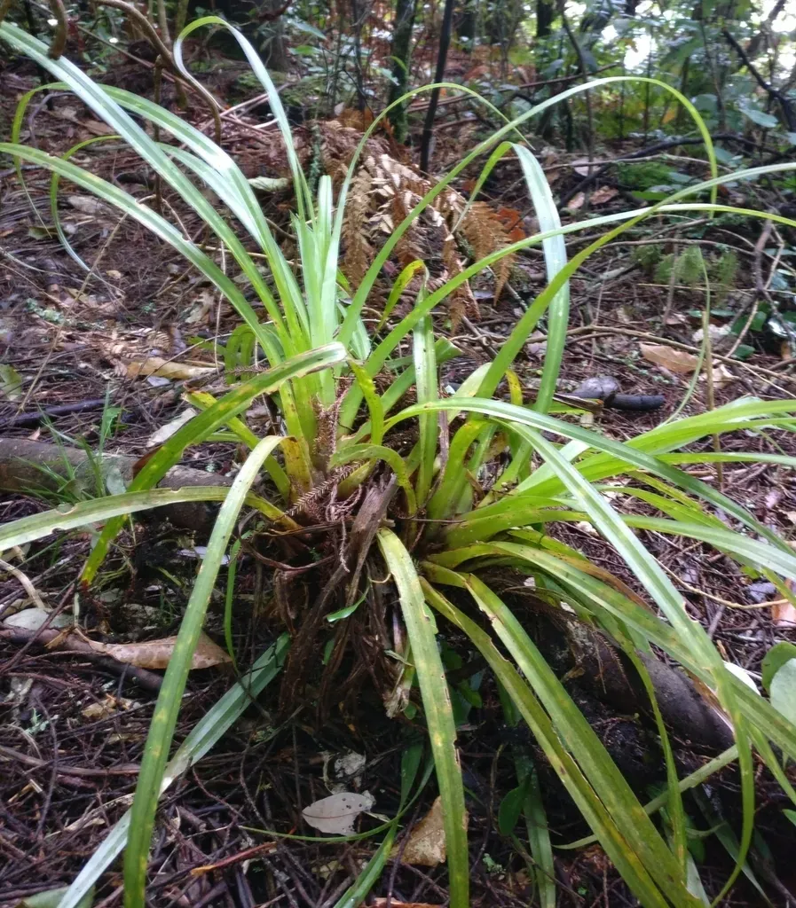 Astelia Microsperma