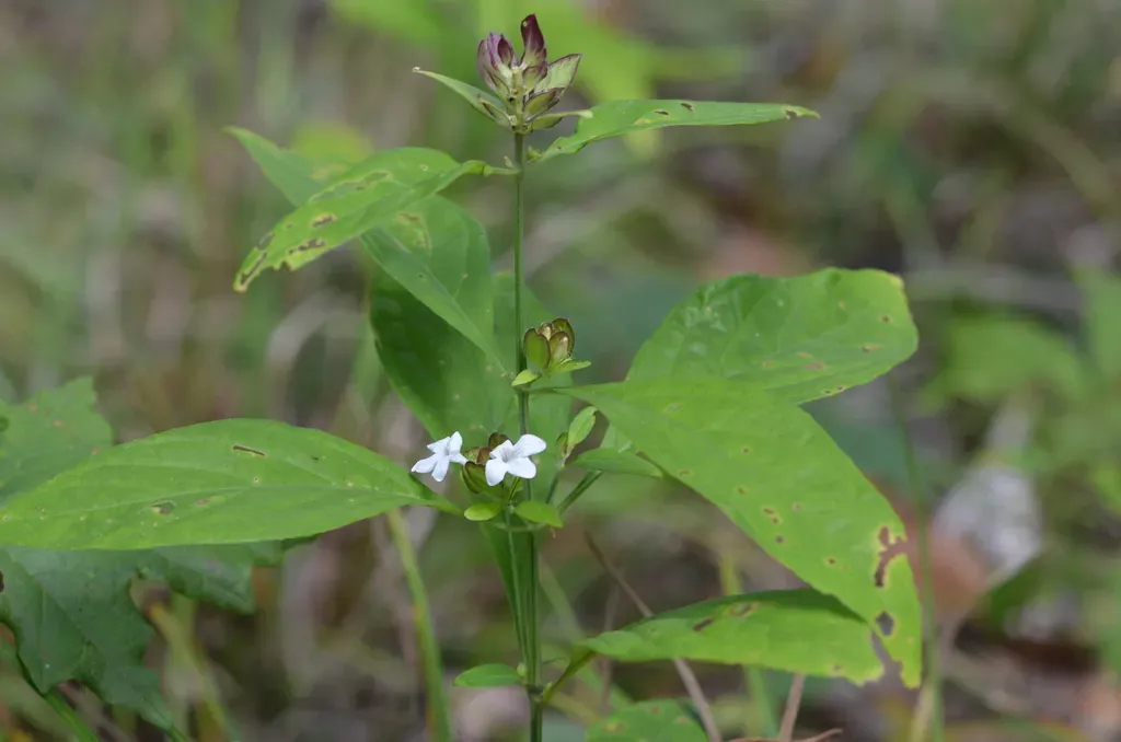 Green-flowered Yeatesia