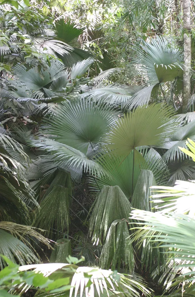 White Elephant Palm