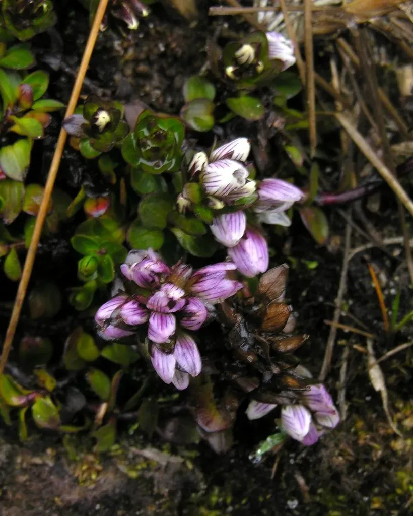 Gentianella Nummulariifolia