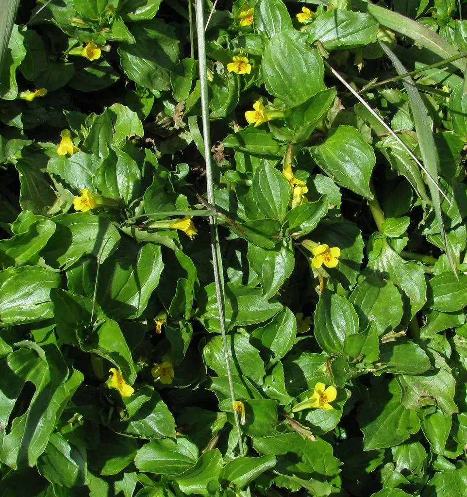 Erythranthe Andicola
