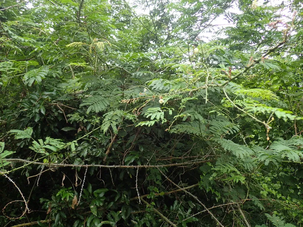 River Climbing Thorn