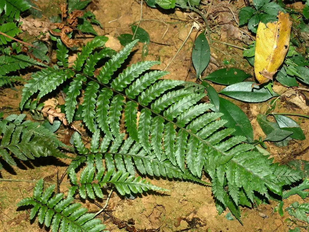Gymnosphaera Metteniana