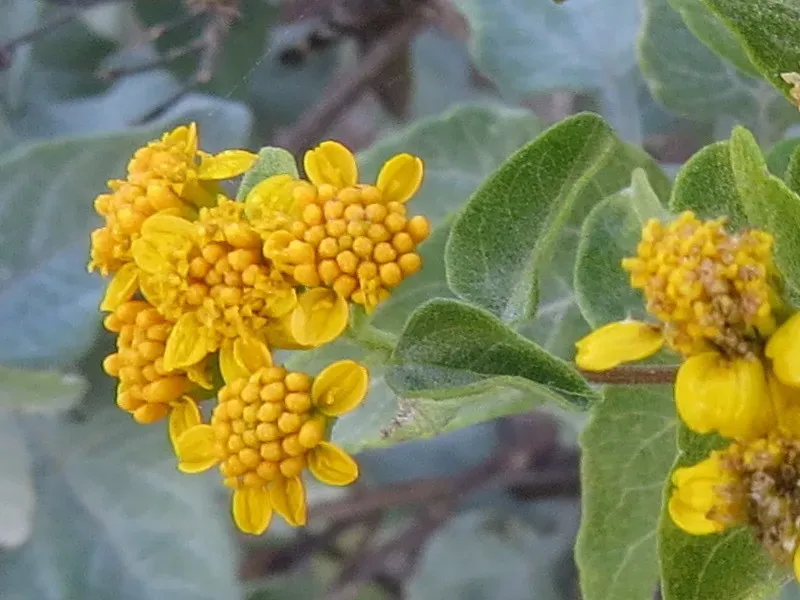 Zaluzania Augusta