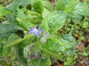 Borage