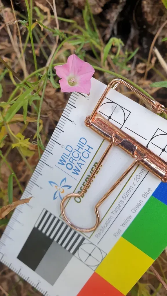 Australian Bindweed