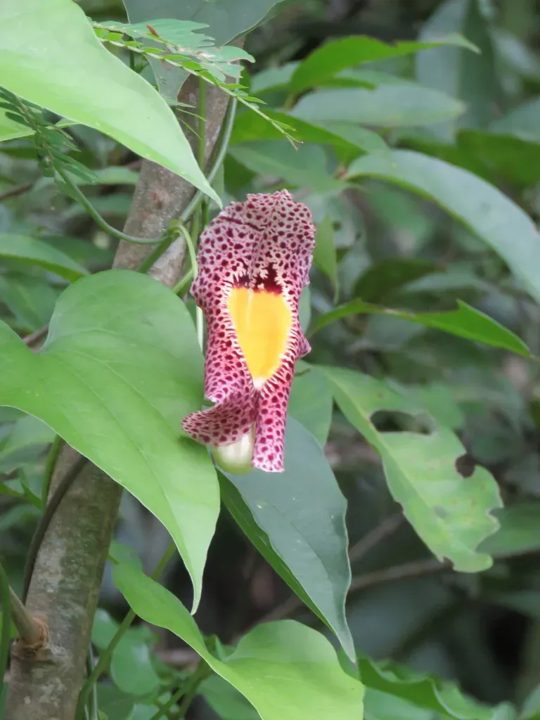Fragrant Dutchman's Pipe