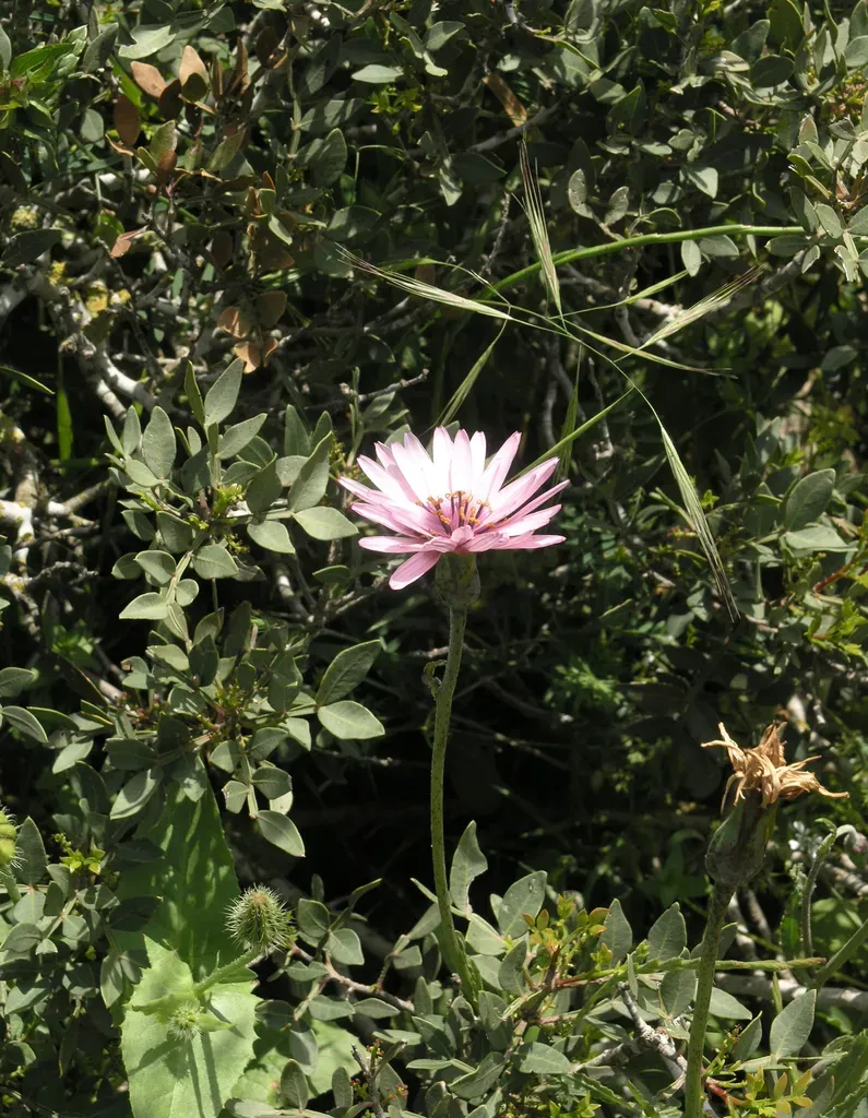 Pappose Viper's Grass