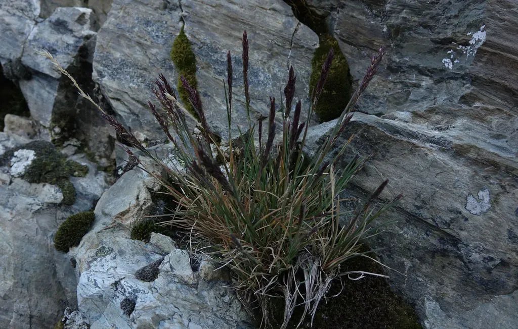 Agrostis Muelleriana