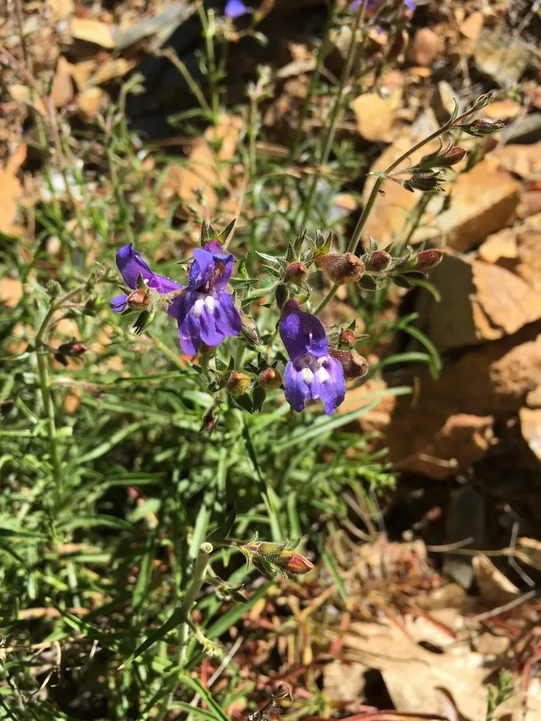 Thread-leaved Beardtongue