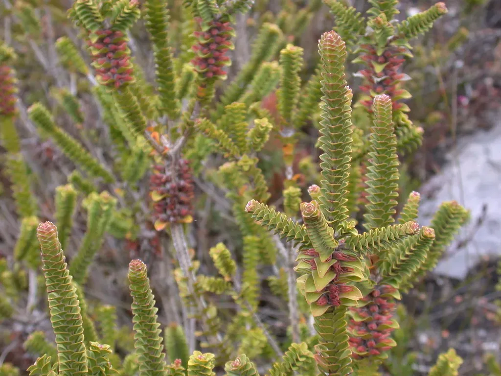 Melaleuca Transversa