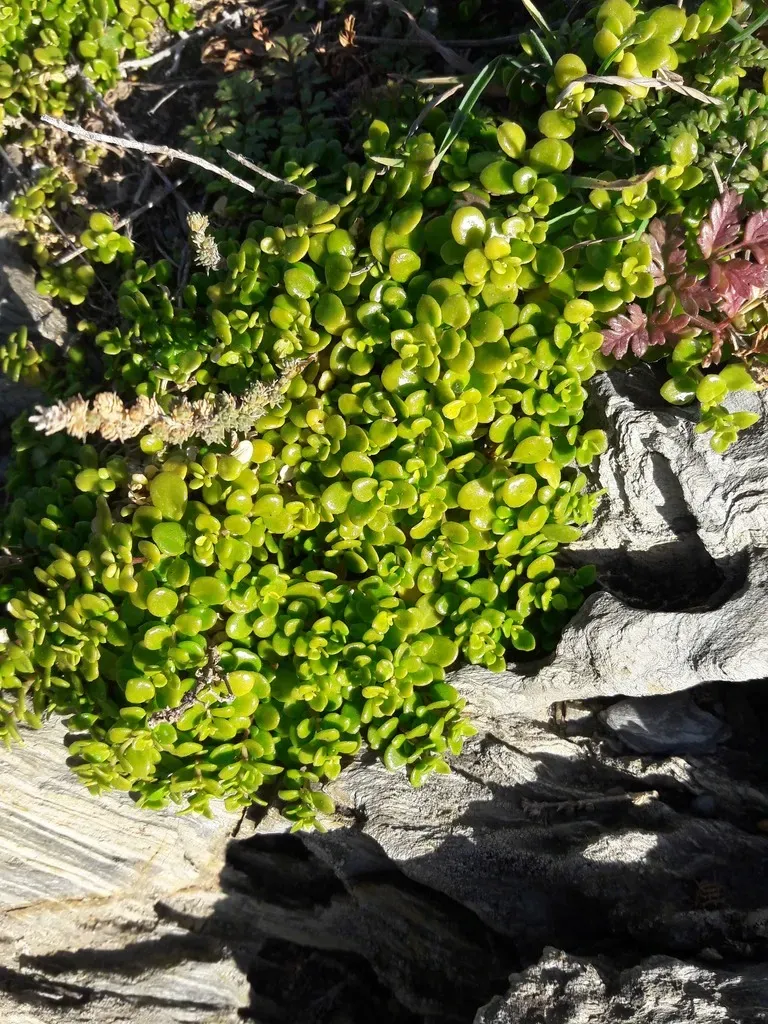 Purslane-leaved Allseed