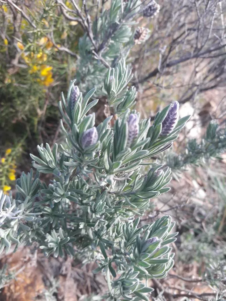 Spanish Lavender