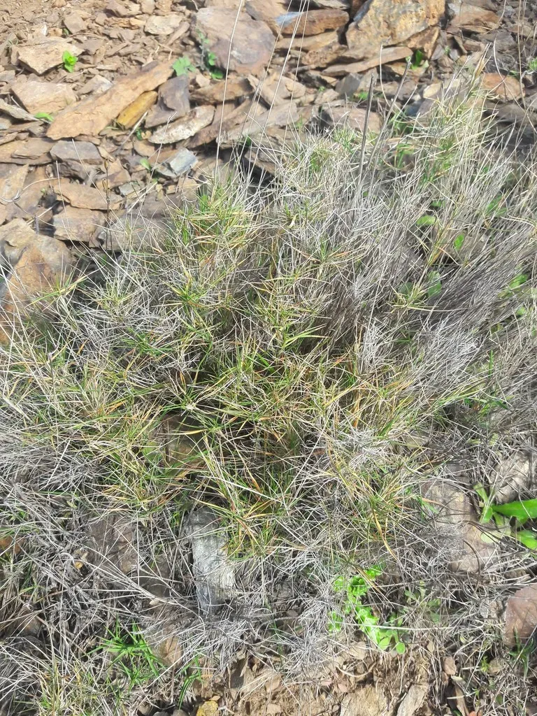 Mediterranean False Brome