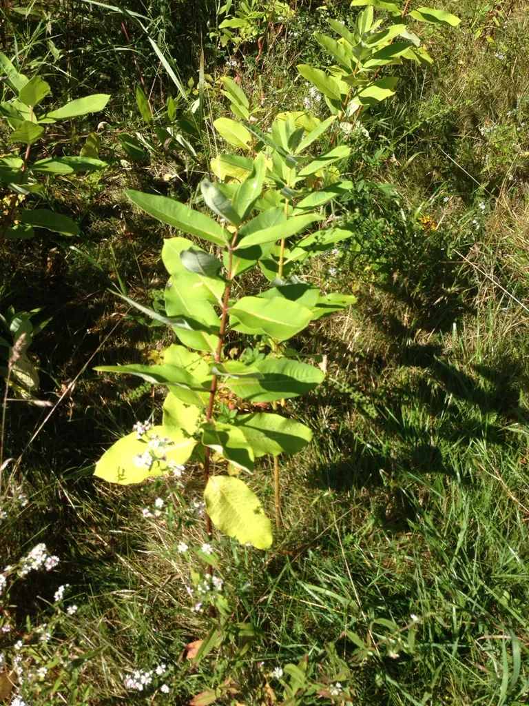 Common Milkweed
