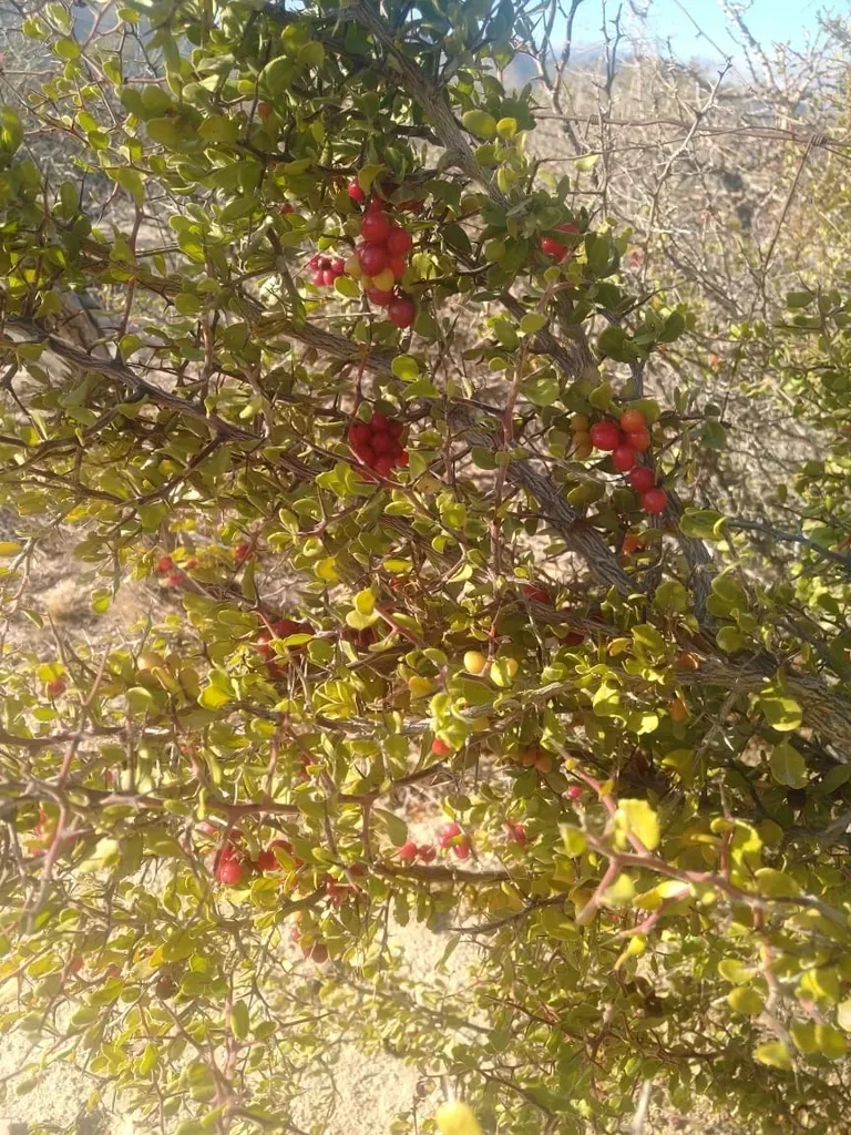 Castela Peninsularis