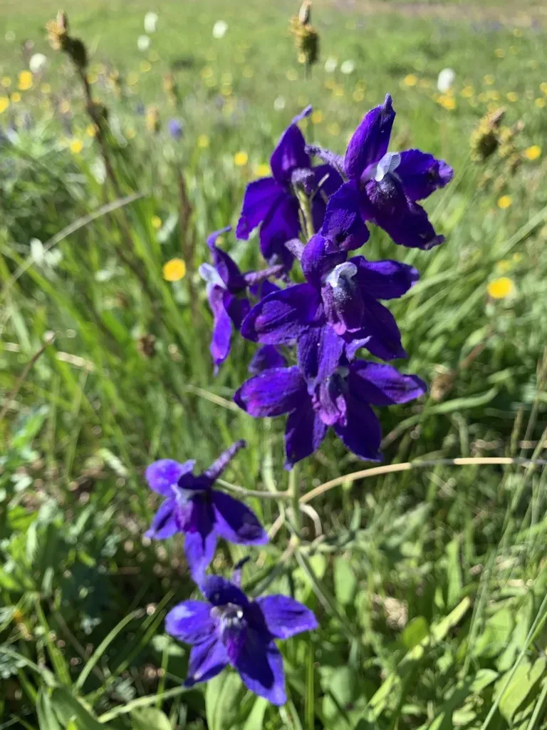 Little Larkspur