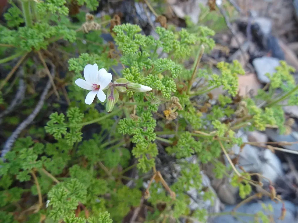 Brittle-stalked Pelargonium