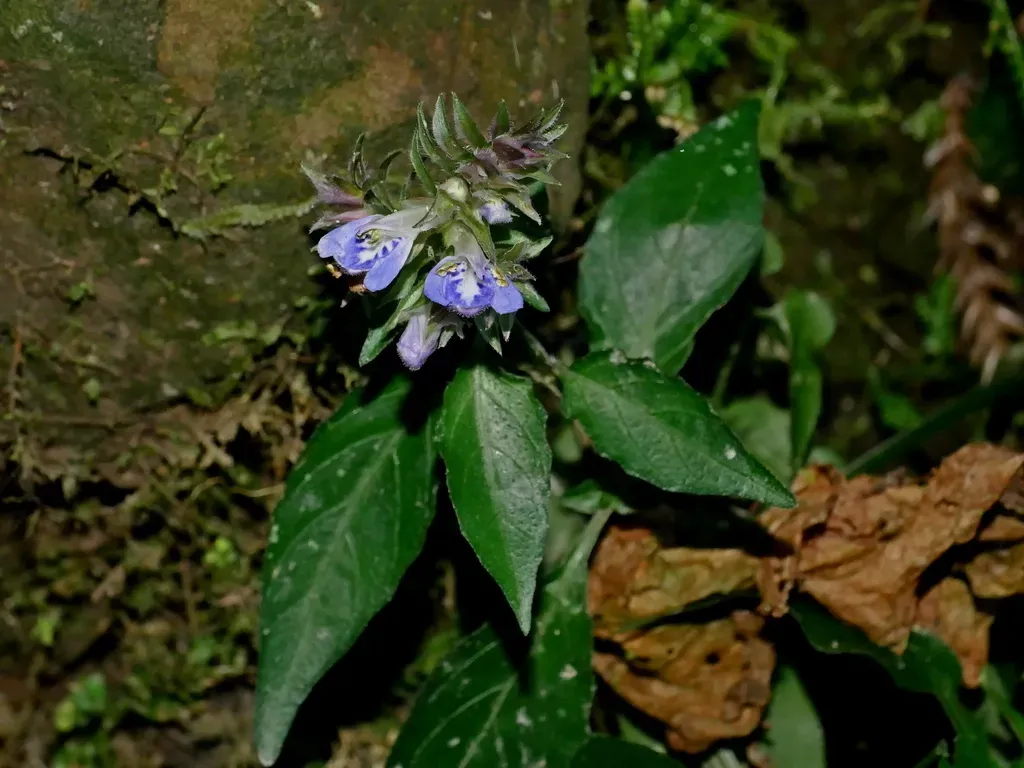 Rungia Taiwanensis