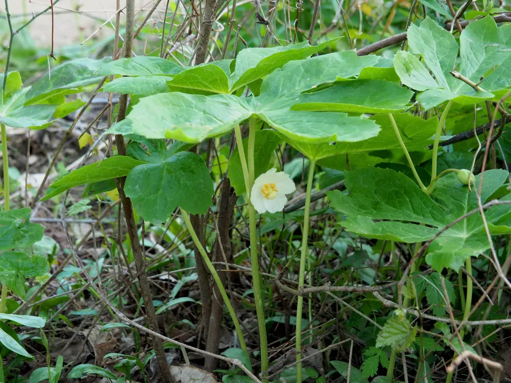 Mayapple