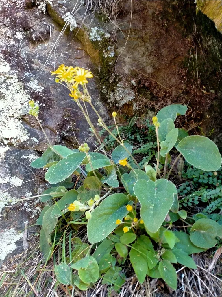 Brachyglottis Southlandica
