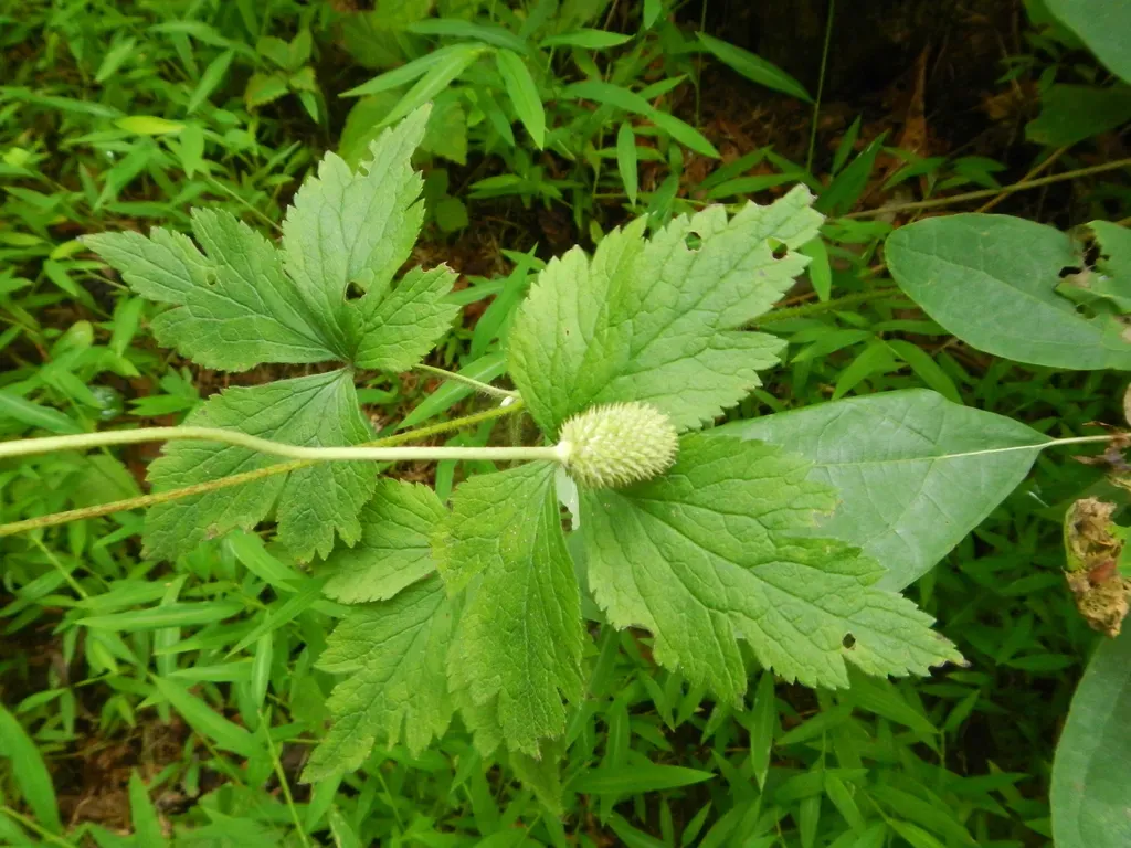 Tall Thimbleweed