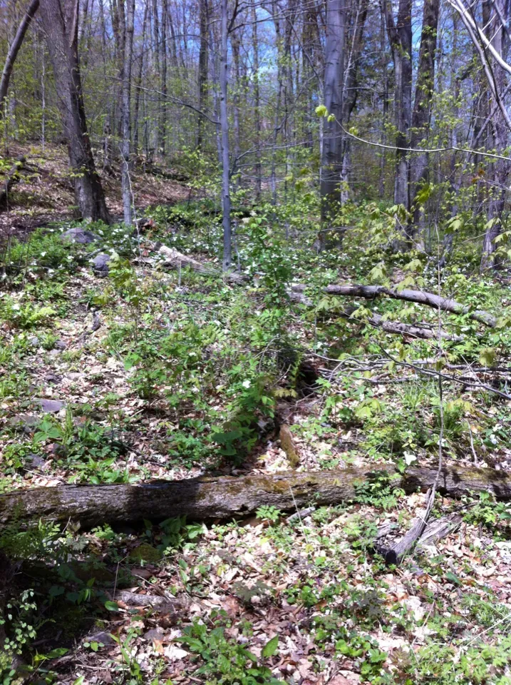 Utricularia Appendiculata