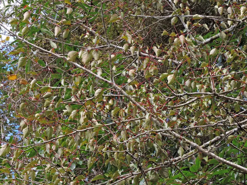 Schoepfia Jasminodora